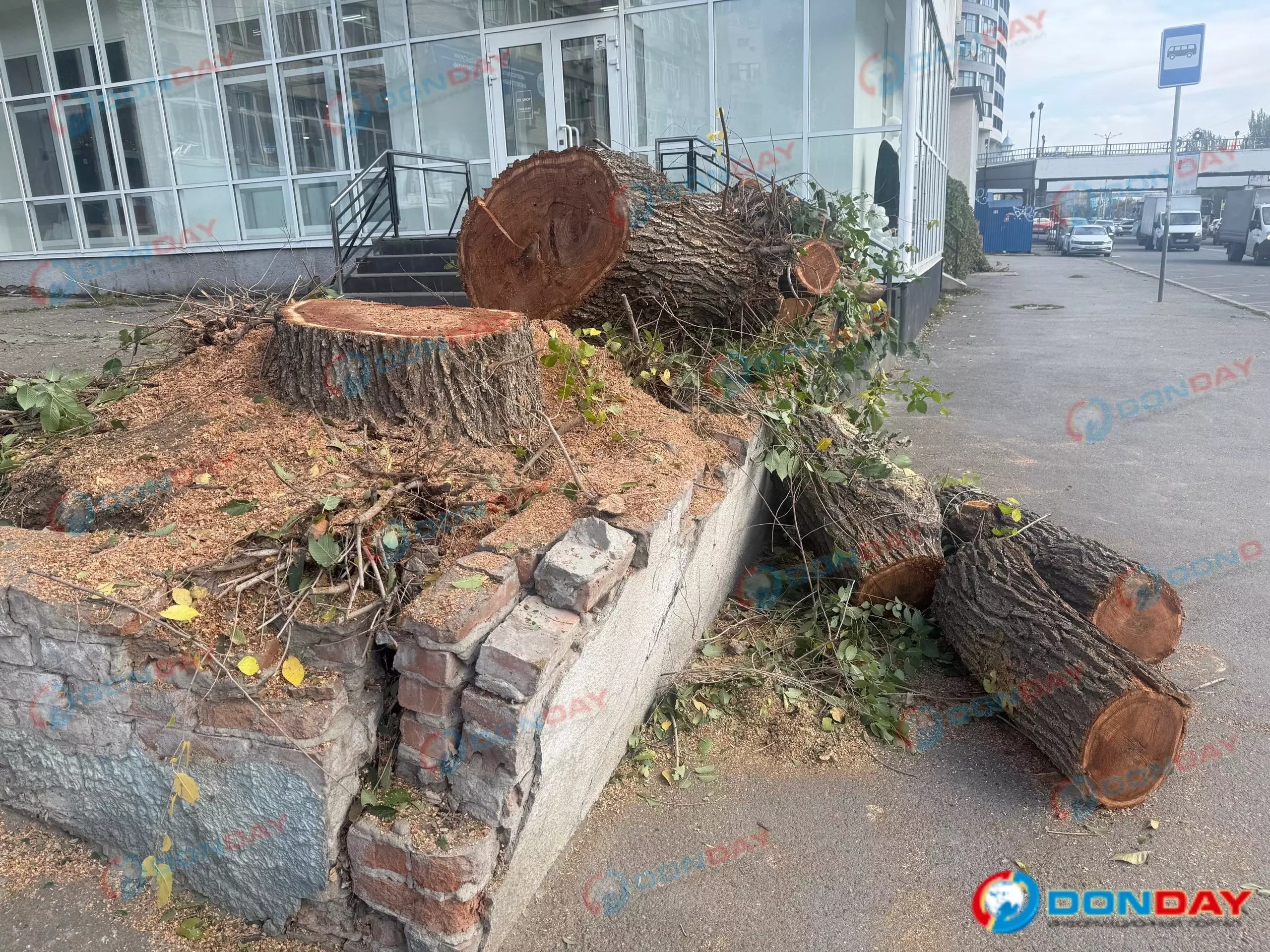 Три аварийных дерева срубили в Ростове возле таможни на Береговой