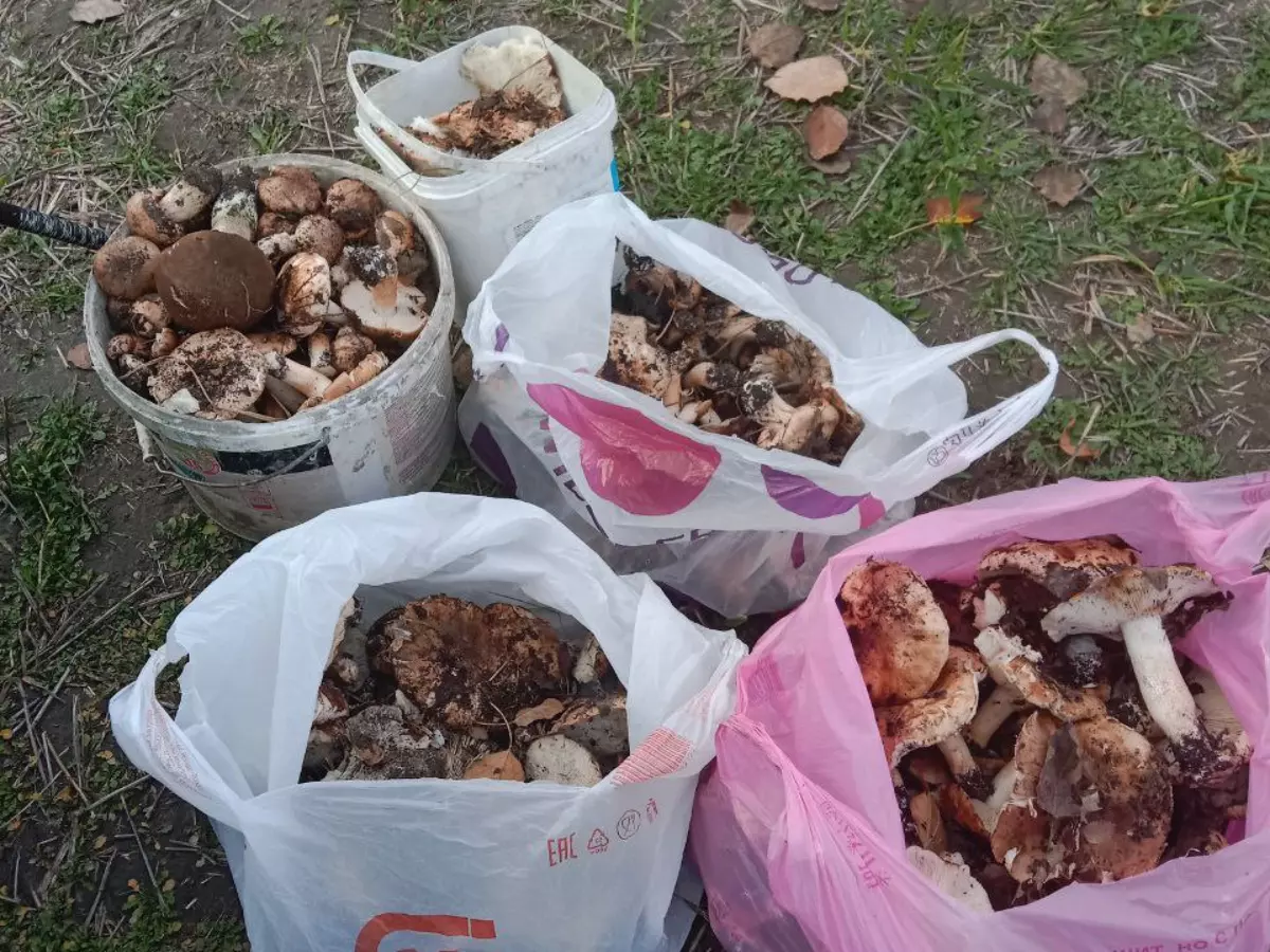 В Аксайском районе грибники насобирали полные пакеты сыроежек