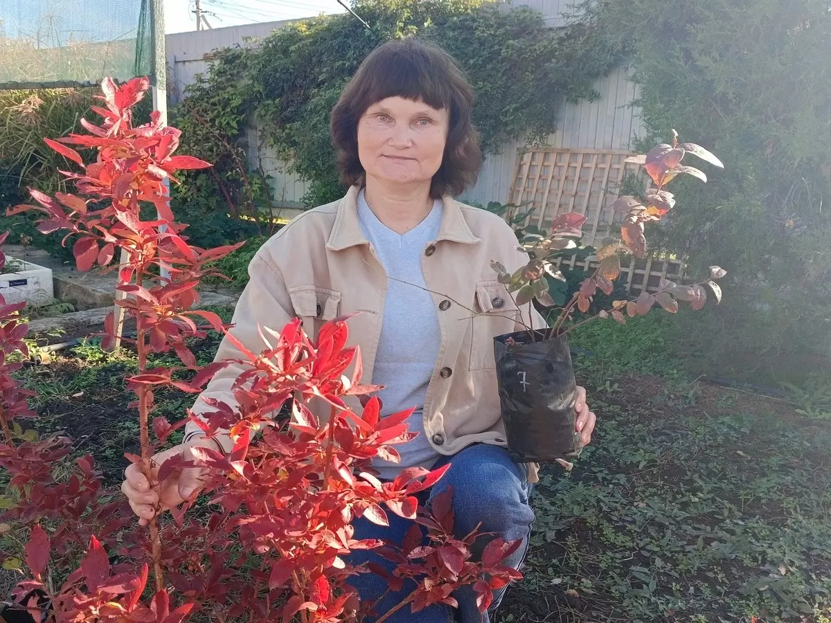 Дачница из Ростовской области рассказала, как правильно выбрать саженцы голубики