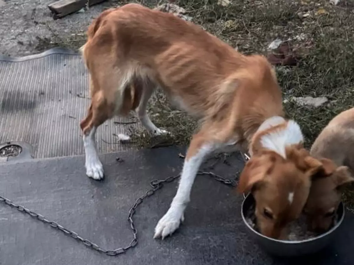 Не кормили били и держали на цепи: В Шахтах волонтеры спасают истощенную собаку
