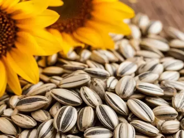 В 85 тоннах подсолнечника в Ростове обнаружили семена амброзии