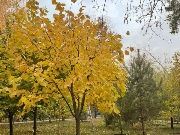 В Ростове на праздничных выходных будет облачно и прохладно