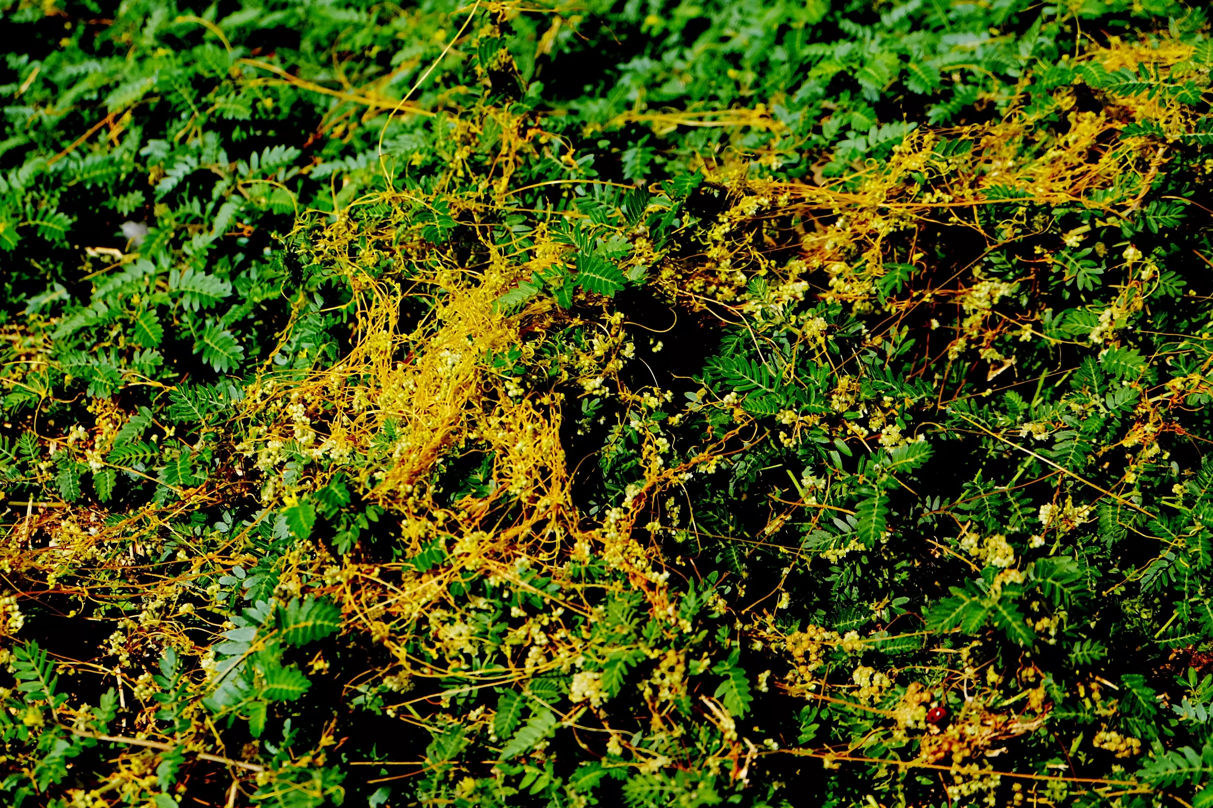 Еще один карантин из-за зарослей повилики ввели в Ростовской области