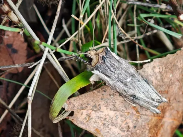 В Ростовской области обнаружили редкую вредоносную бабочку - совку длиннокрылую Фото к материалу: В Ростовской области обнаружили редкую вредоносную бабочку - совку длиннокрылую