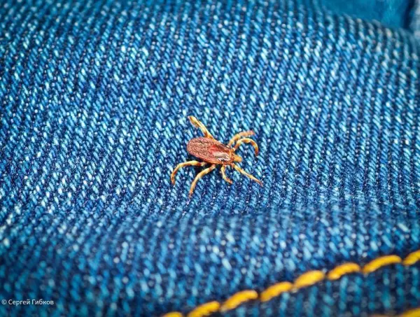 В Ростовской области проснулись холодолюбивые клещи Фото к материалу: В Ростовской области проснулись холодолюбивые клещи