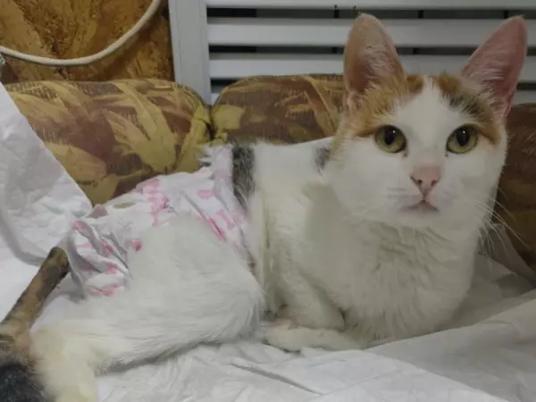 Фото к материалу: Волонтеры из Ростовской области ищут любящую семью и дом кошке-спинальнице