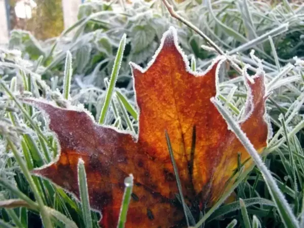 Ростовскую область накроют заморозки и сильный ветер в ближайшие сутки Фото к материалу: Ростовскую область накроют заморозки и сильный ветер в ближайшие сутки