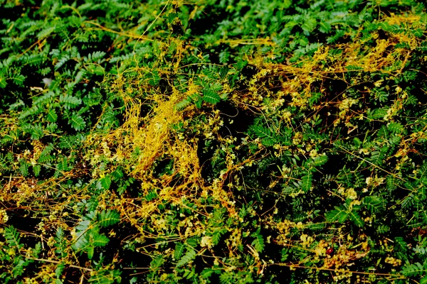 Фото к материалу: Еще один карантин из-за зарослей повилики ввели в Ростовской области