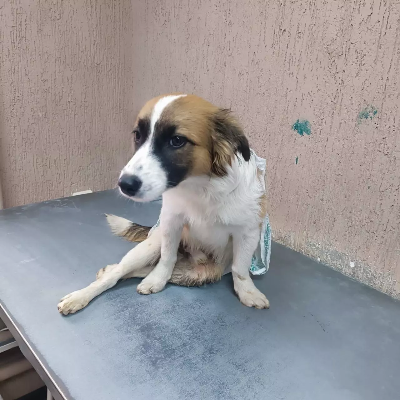 Волонтеры из Сальска спасают  парализованную собаку с переломом позвоночника