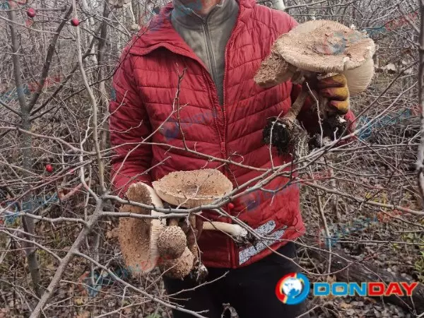 В Ростовской области грибники нашли заросли необъятных зонтиков
