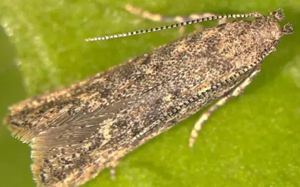 В Ростовской области сняли карантин по южноамериканской томатной моли