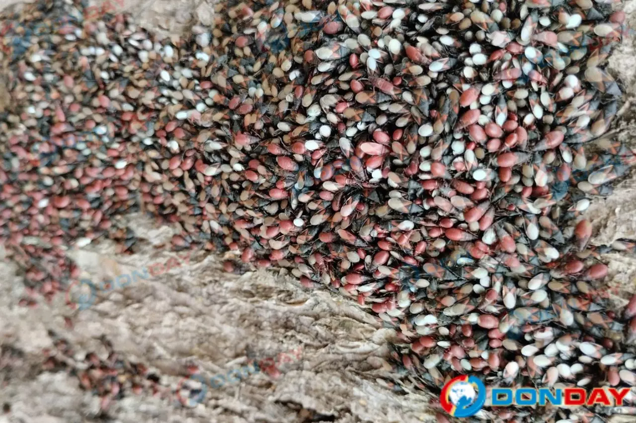 Жуткий конкурент златки: огромная колония клопов захватила липовую аллею в Таганроге