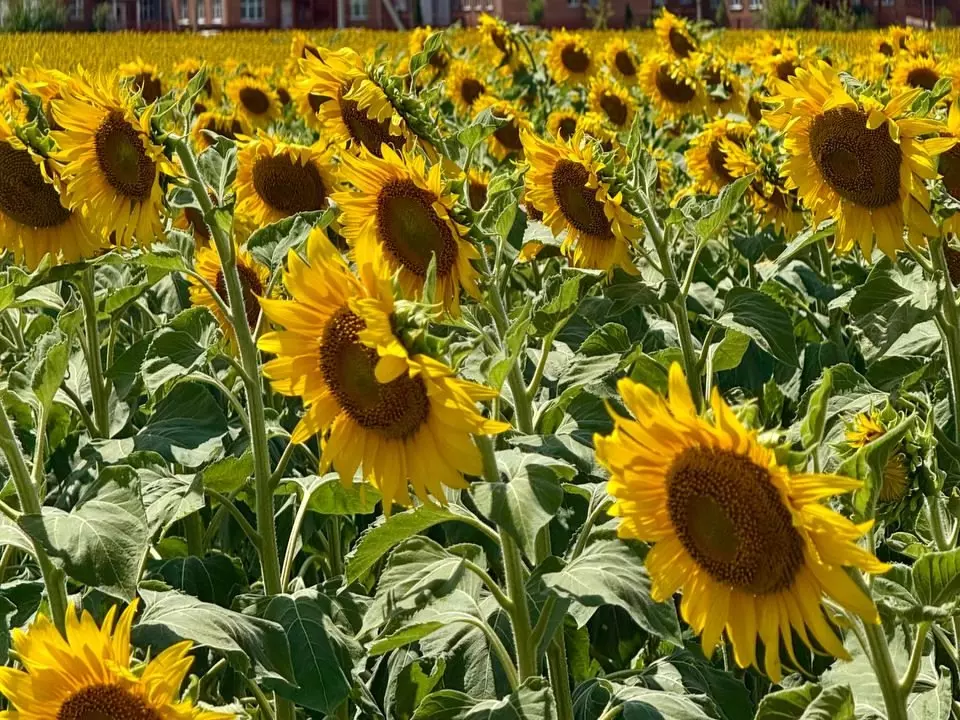 В Ростовской области ввели мораторий на банкротство сельхозпредприятий