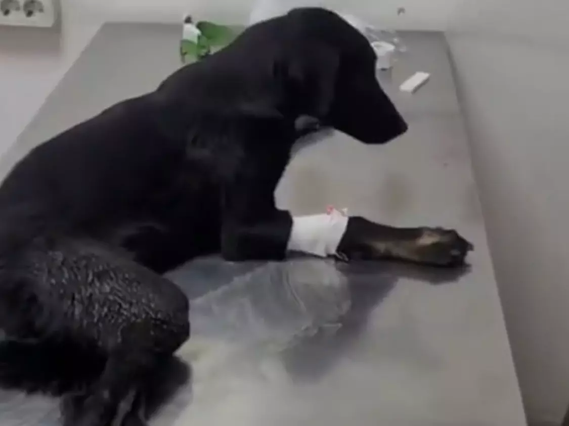 Покалечил и бросил умирать в канаве: в Ростовской области неизвестный расстрелял собаку