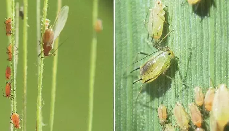 О многоядном вредителе озимых культур предупредили аграриев Ростовской области