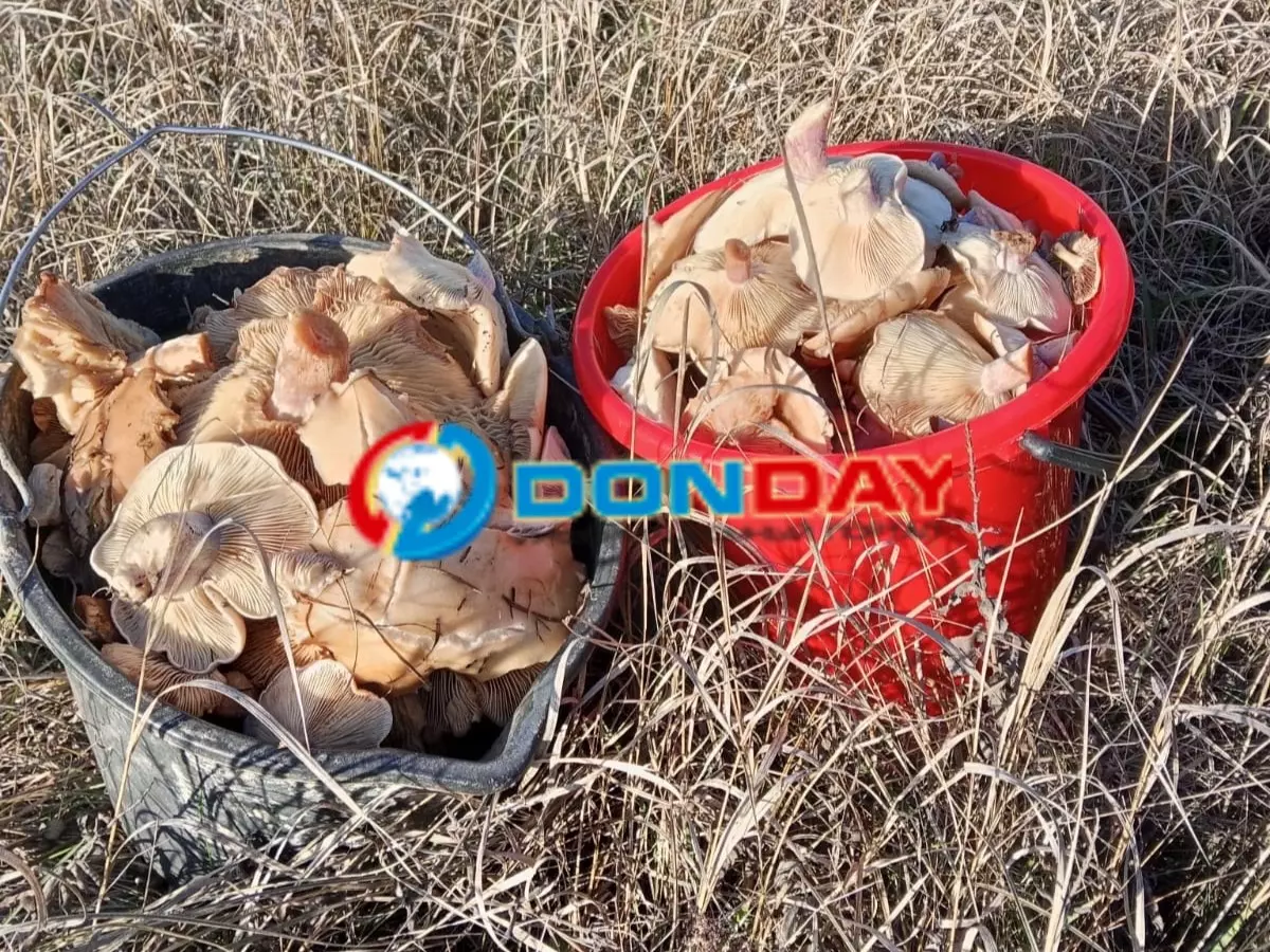На севере Ростовской области подзамерзли первые грибы