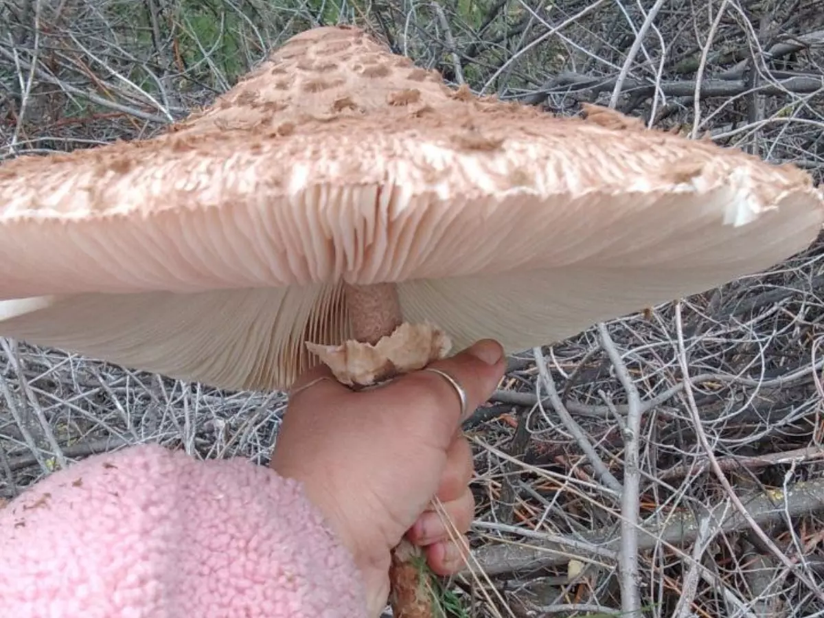 Жители Ростовской области находят необычные грибы в форме зонтиков