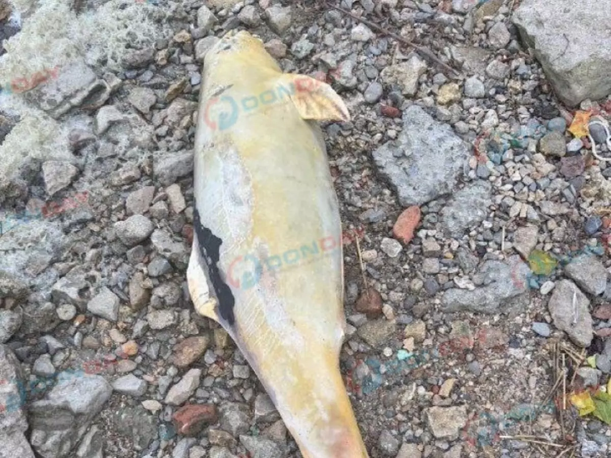 Мертвого дельфина обнаружили на берегу Таганрогского залива