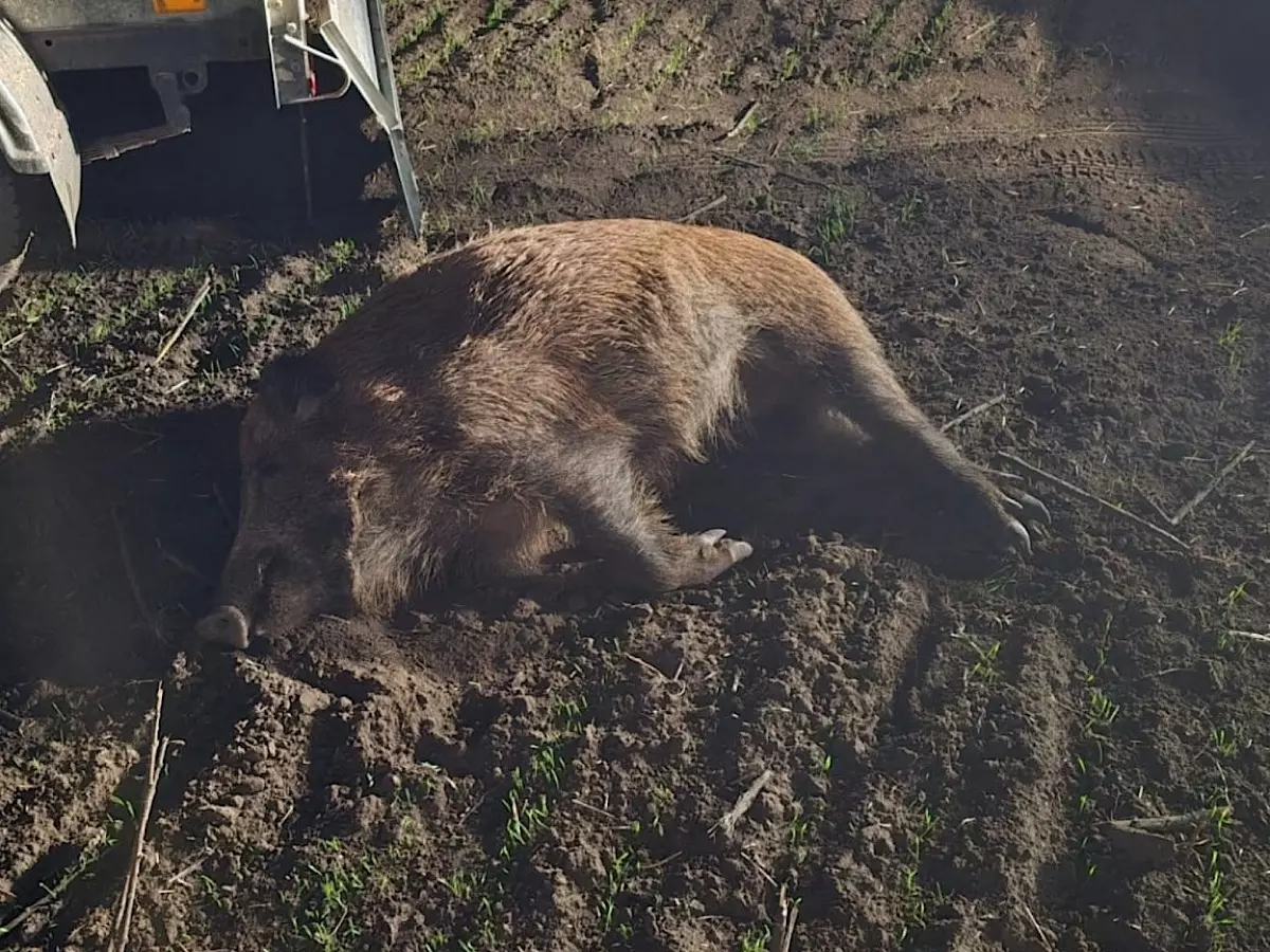 Восемь диких кабанов незаконно застрелили в Ростовской области