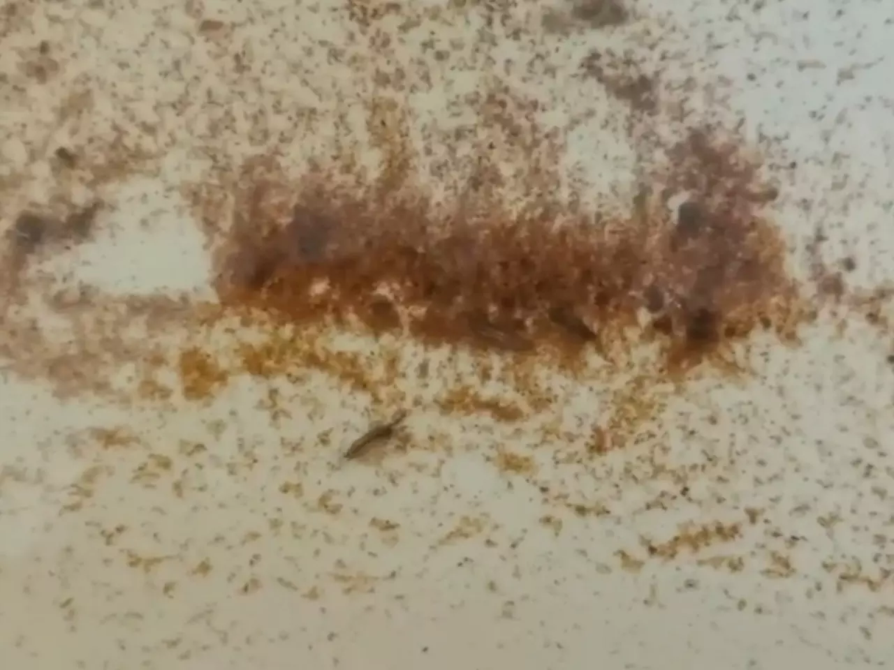 Мерзких личинок нашли в воде из крана жители Азовского района