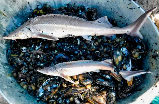 Рост числа краснокнижной стерляди зафиксировали ученые в Ростовской области