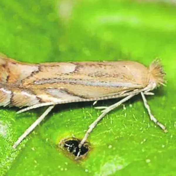 В Ростовской области сняли карантин по восточной плодожорке и картофельной моли