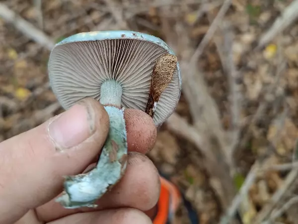 В Ростовской области жители прошли 40 километров в поисках грибов