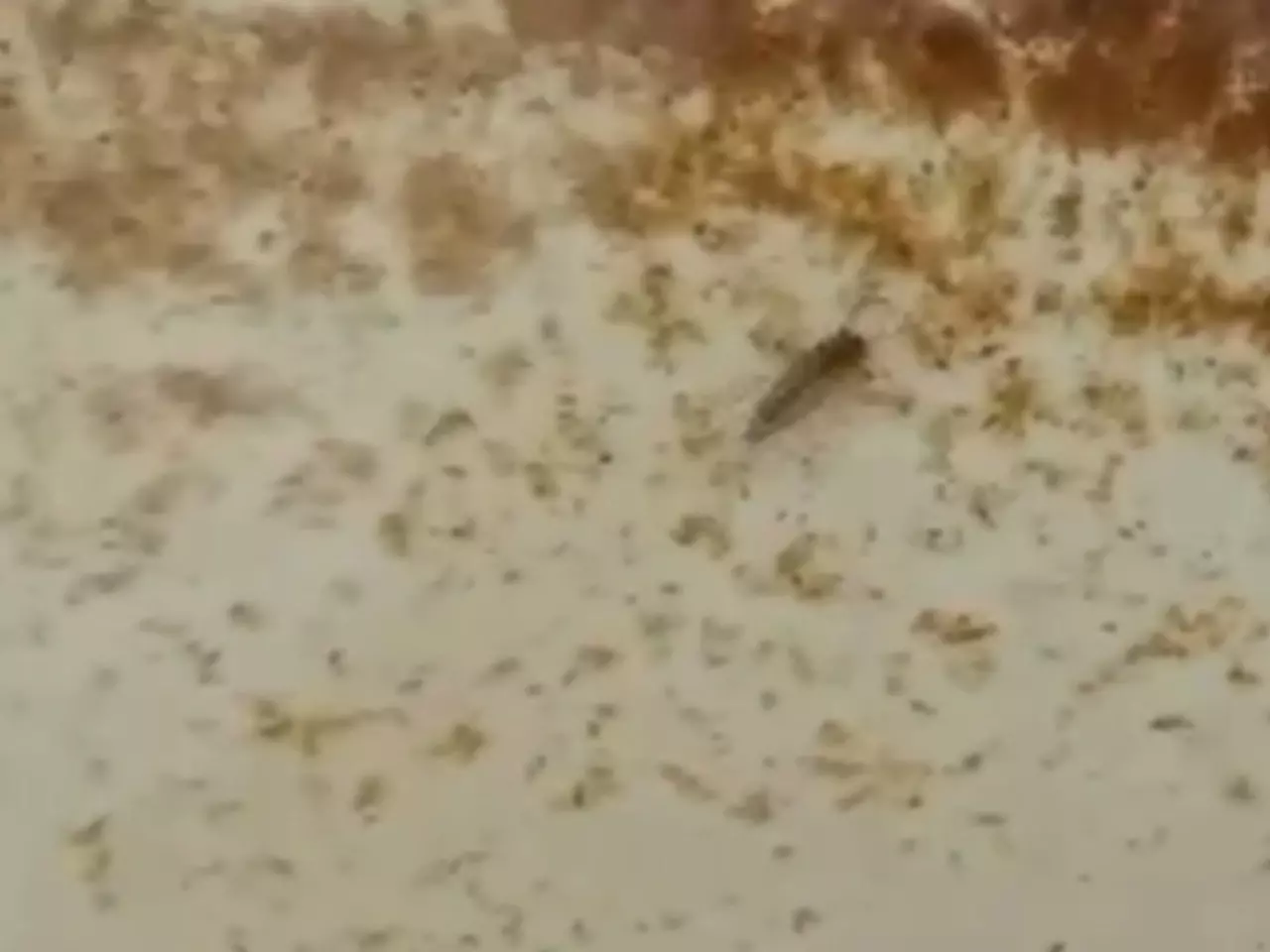 В администрации Азовского района отреагировали на кадры с личинками в воде из крана