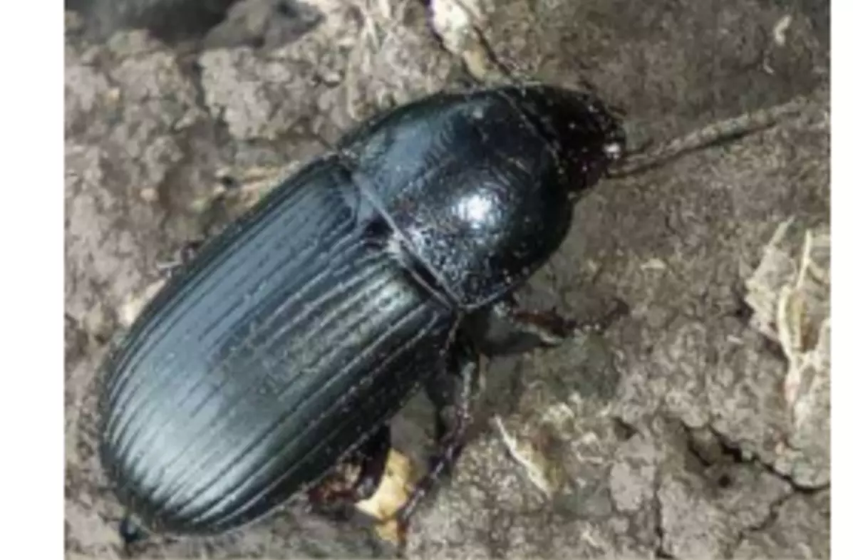 Донских аграриев предупредили об опасном вредителе — хлебной жужелице