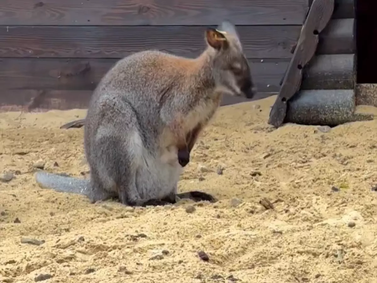 В парке «Лога» на свет появился маленький кенгуренок
