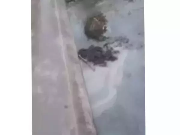 Информацию о сбросе сточных вод в реку Грушевку в Шахтах проверит Росприроднадзор