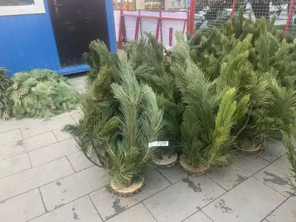 Первые новогодние ели отправили в Ростовскую область из шести регионов страны