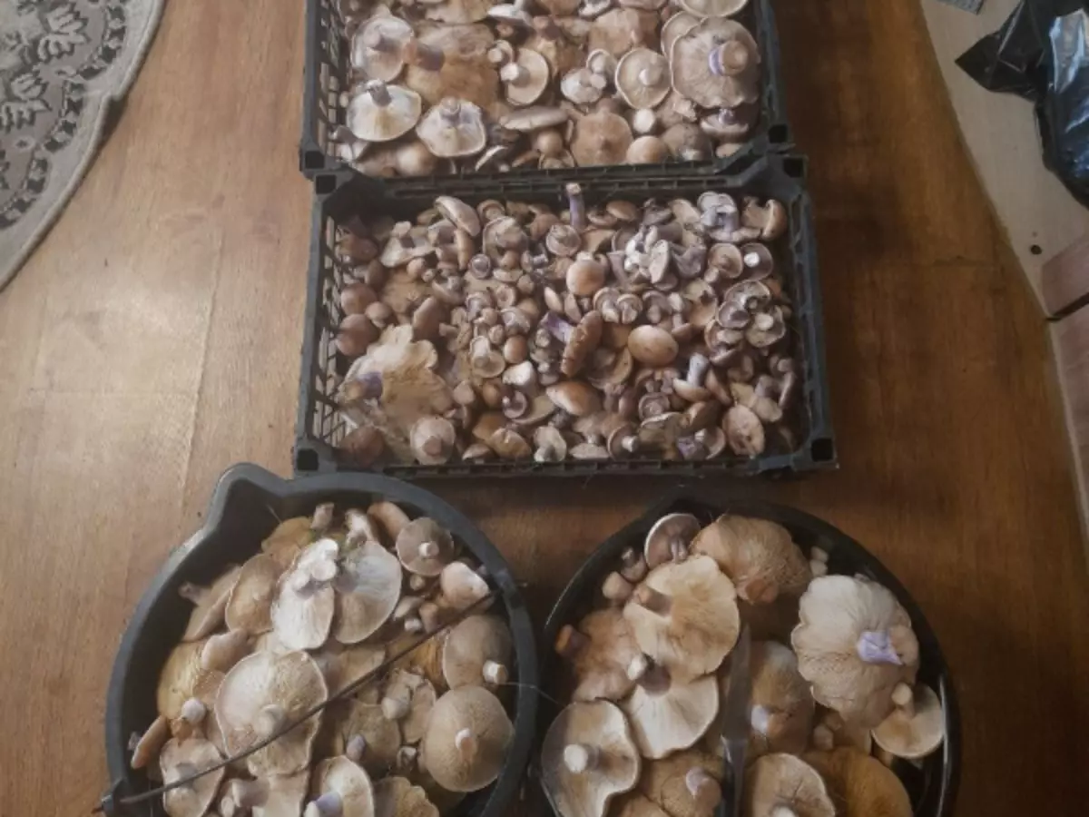 Названы районы Ростовской области, где больше всего грибов синеножек