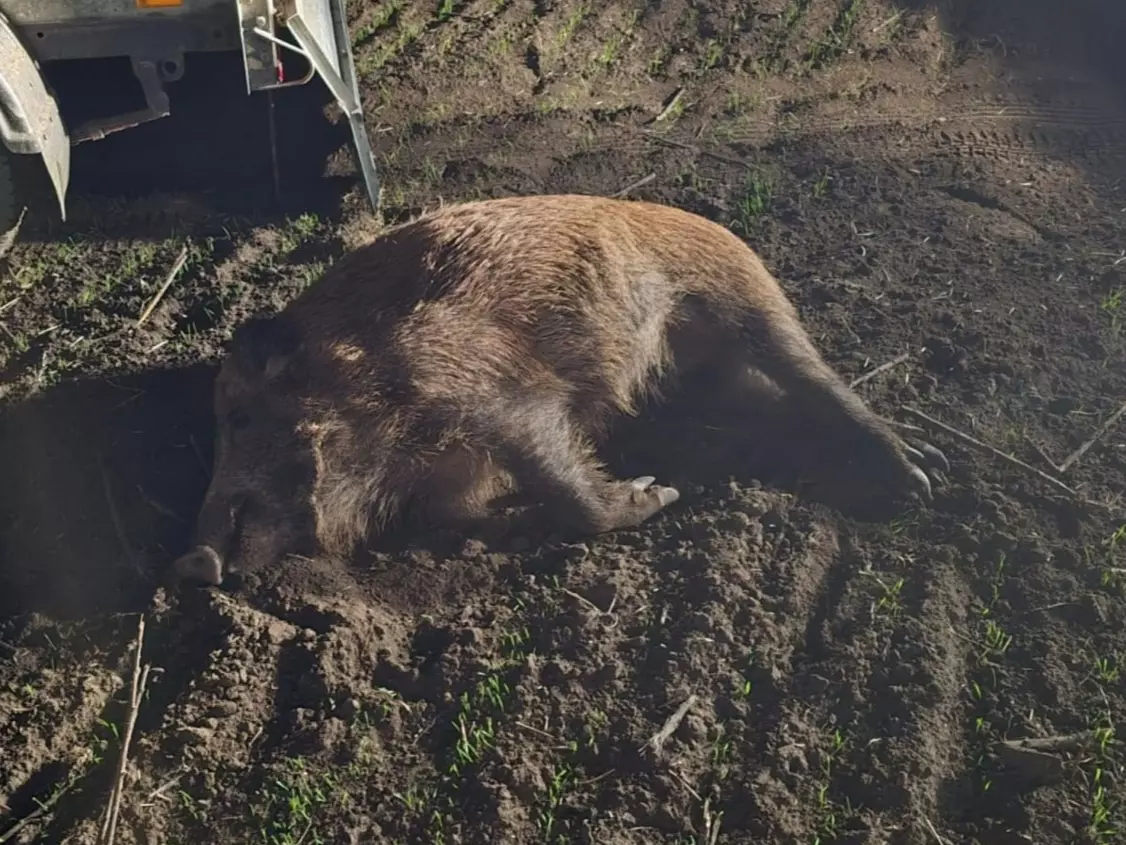 В Ростовской области завели дело на охотника-браконьера, застрелившего кабанов