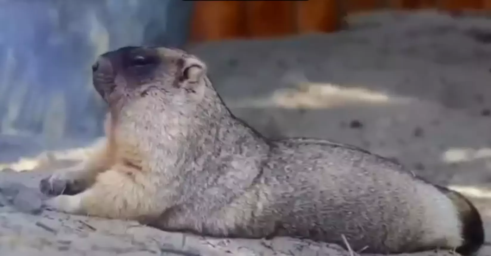 Байбакам в Ростовском зоопарке готовят норки для спячки