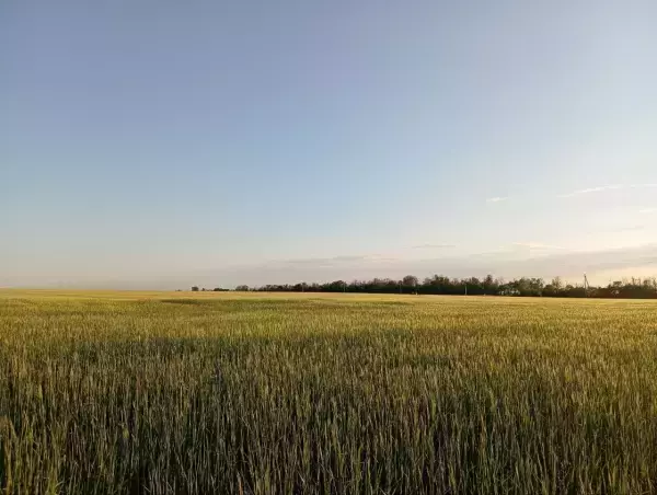 В Ростовской области аграрии получат отсрочку по кредитам на год