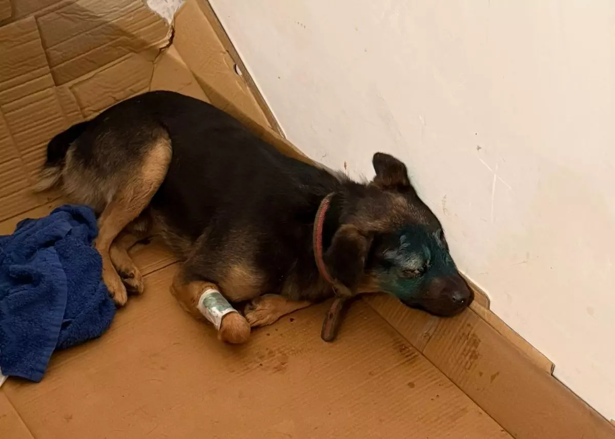 В Ростовской области ветеринары спасают собаку, у которой выпали глаза после ДТП