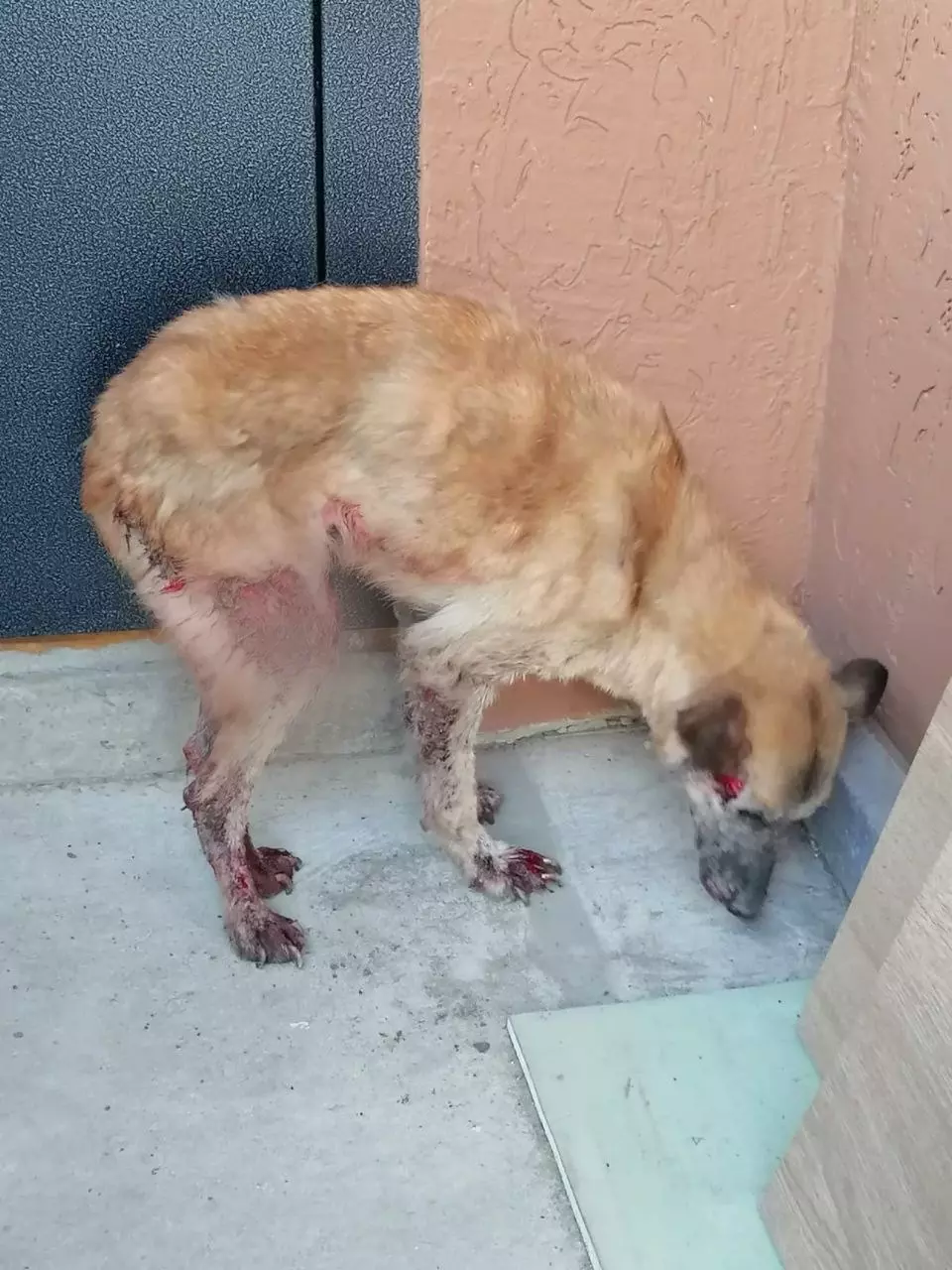 Все тело — сплошная рана: донские ветеринары спасают собаку с истощением и жуткими ранами на теле