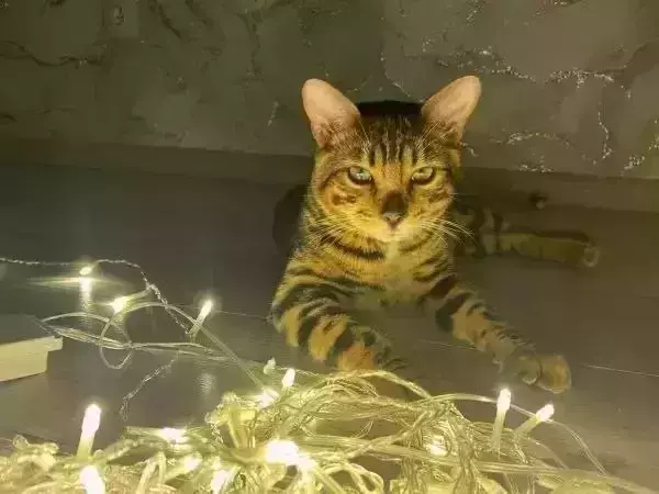 В Ростове в начале декабря ожидается массовое отключение света