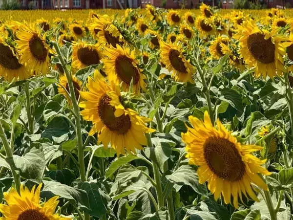 В крупной партии подсолнечника на Дону обнаружили семена амброзии полыннолистной