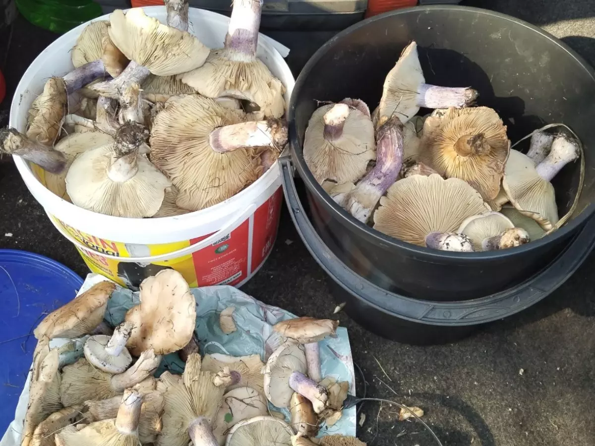 Жители Ростовской области назвали районы, где нашли больше всего грибов