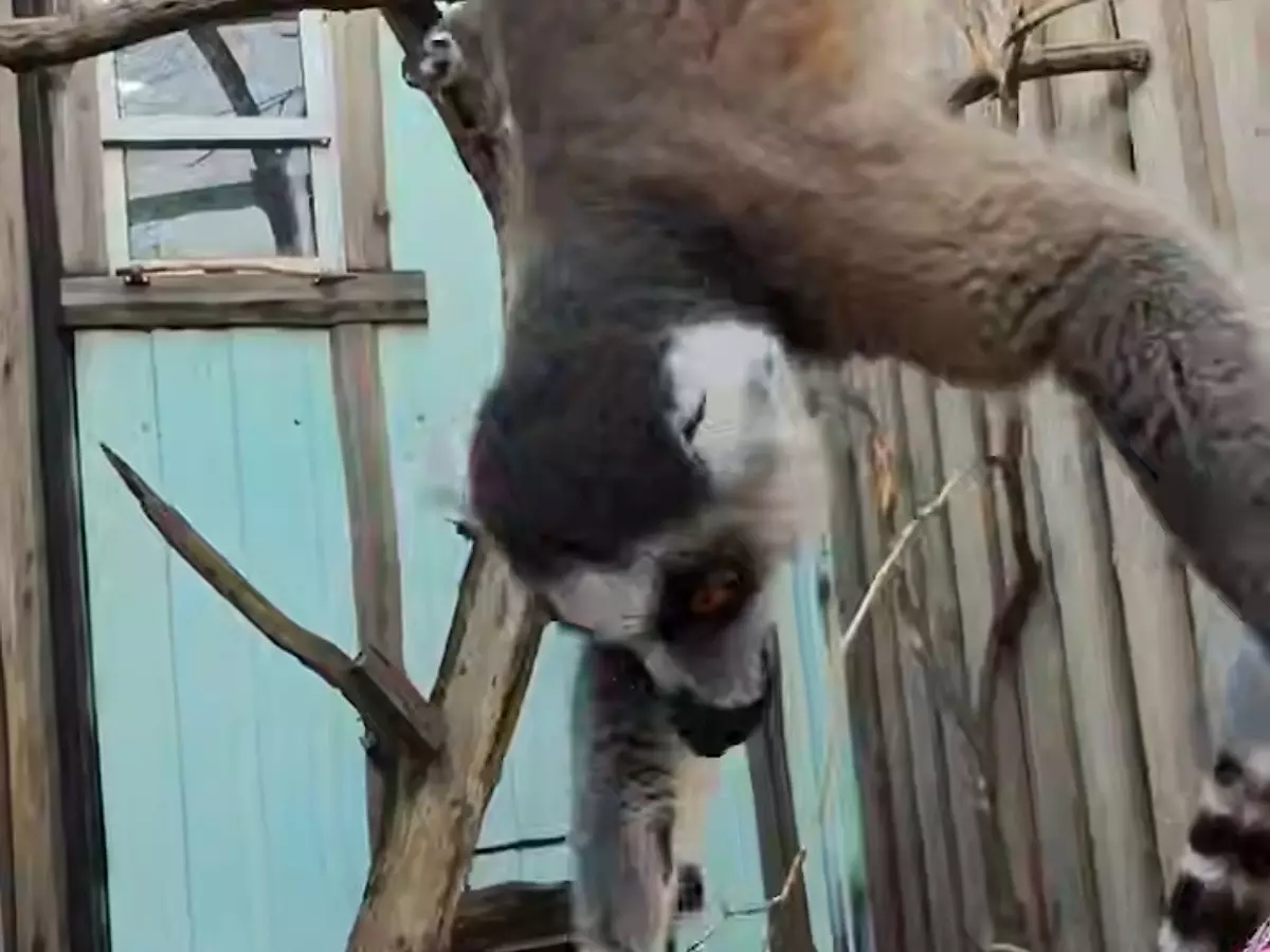 Лемуров из южного парка птиц «Малинки» перевели в зимний вольер