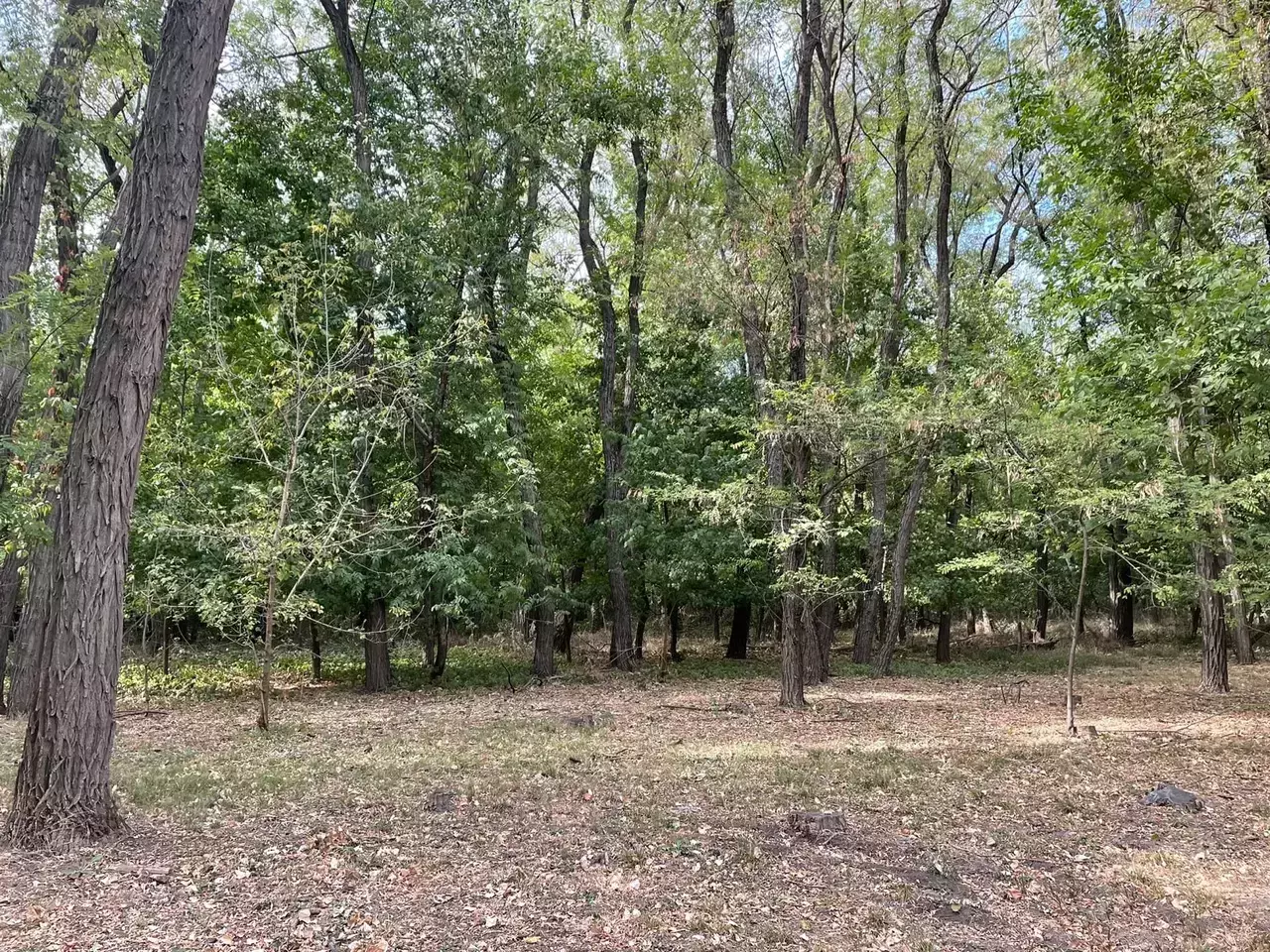 В лесу Багаевского района незаконно сбрасывали отходы птицефабрики