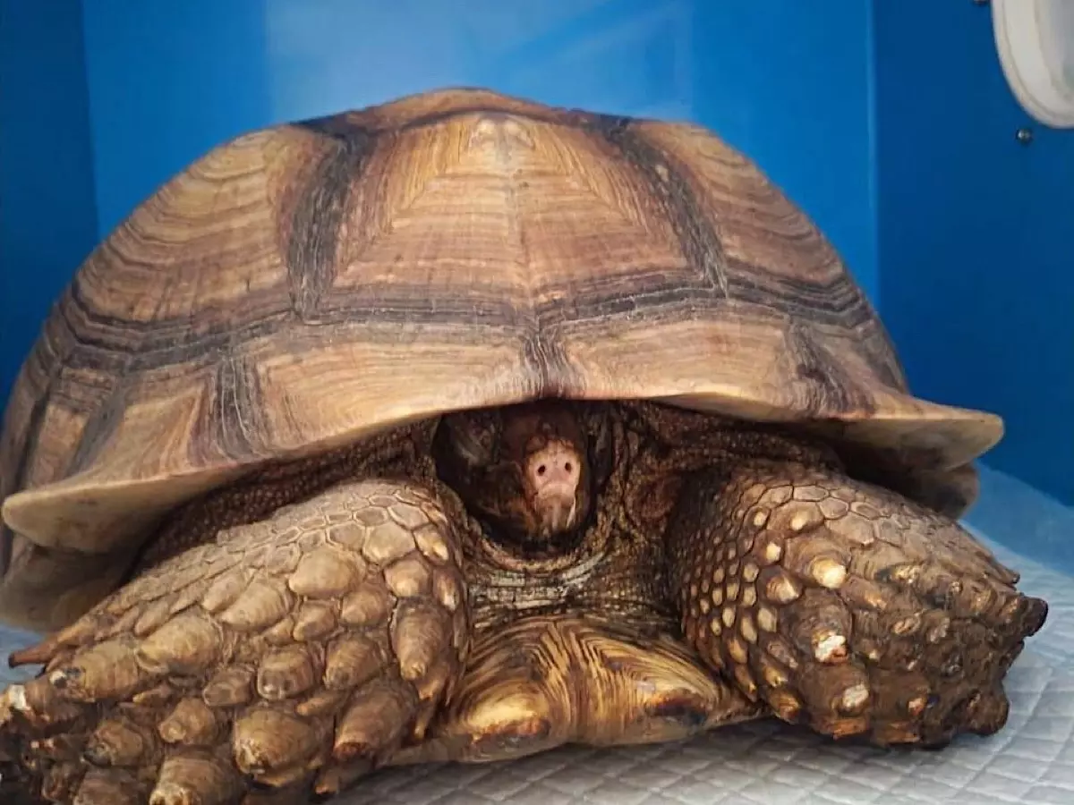 В южном парке «Малинки» едва не сгорела черепаха