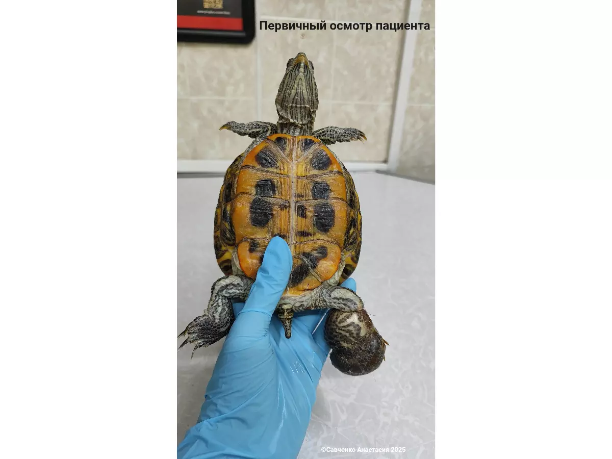 Черепаху с пережатой волосами лапой спасла ветврач из Ростова