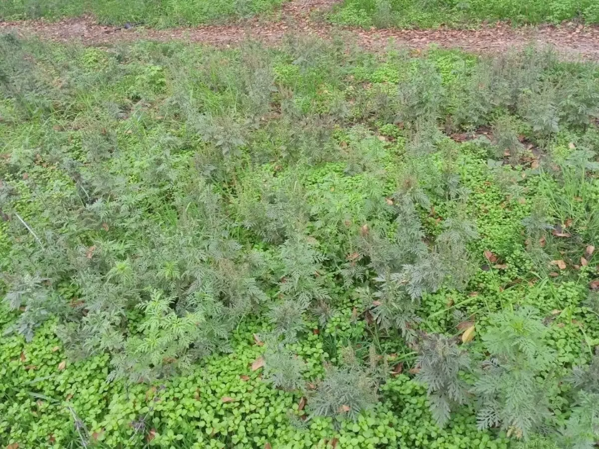 Заросли амброзии заполонили улицы Ростова в ноябре