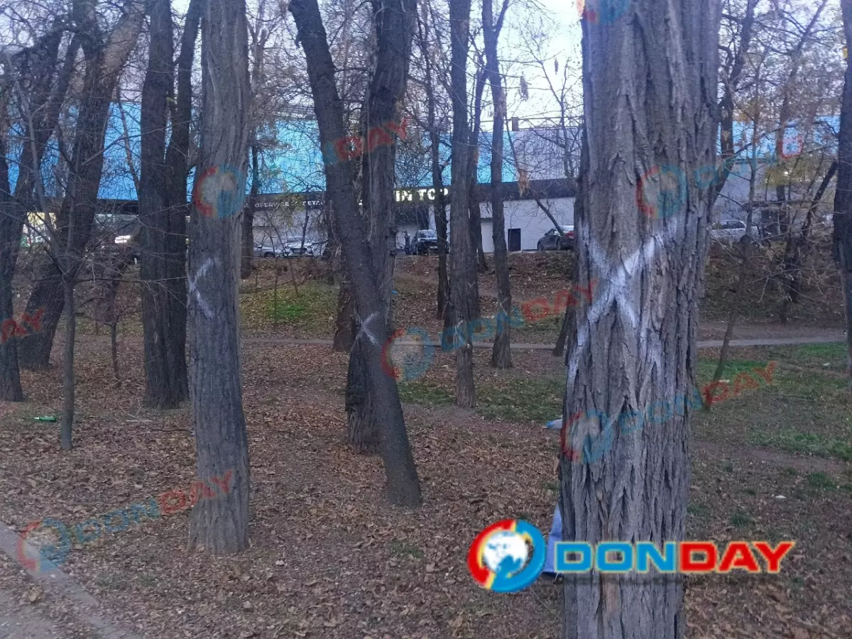 Десятки деревьев вырубят на улице Киргизской в Ростове