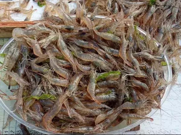 В Азовском море с начала года выловили около 350 тонн креветок