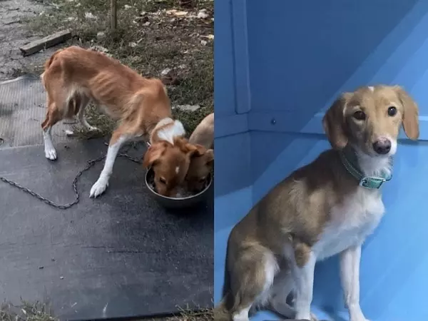 Семья из Москвы приютила собаку из Шахт, над которой издевались 