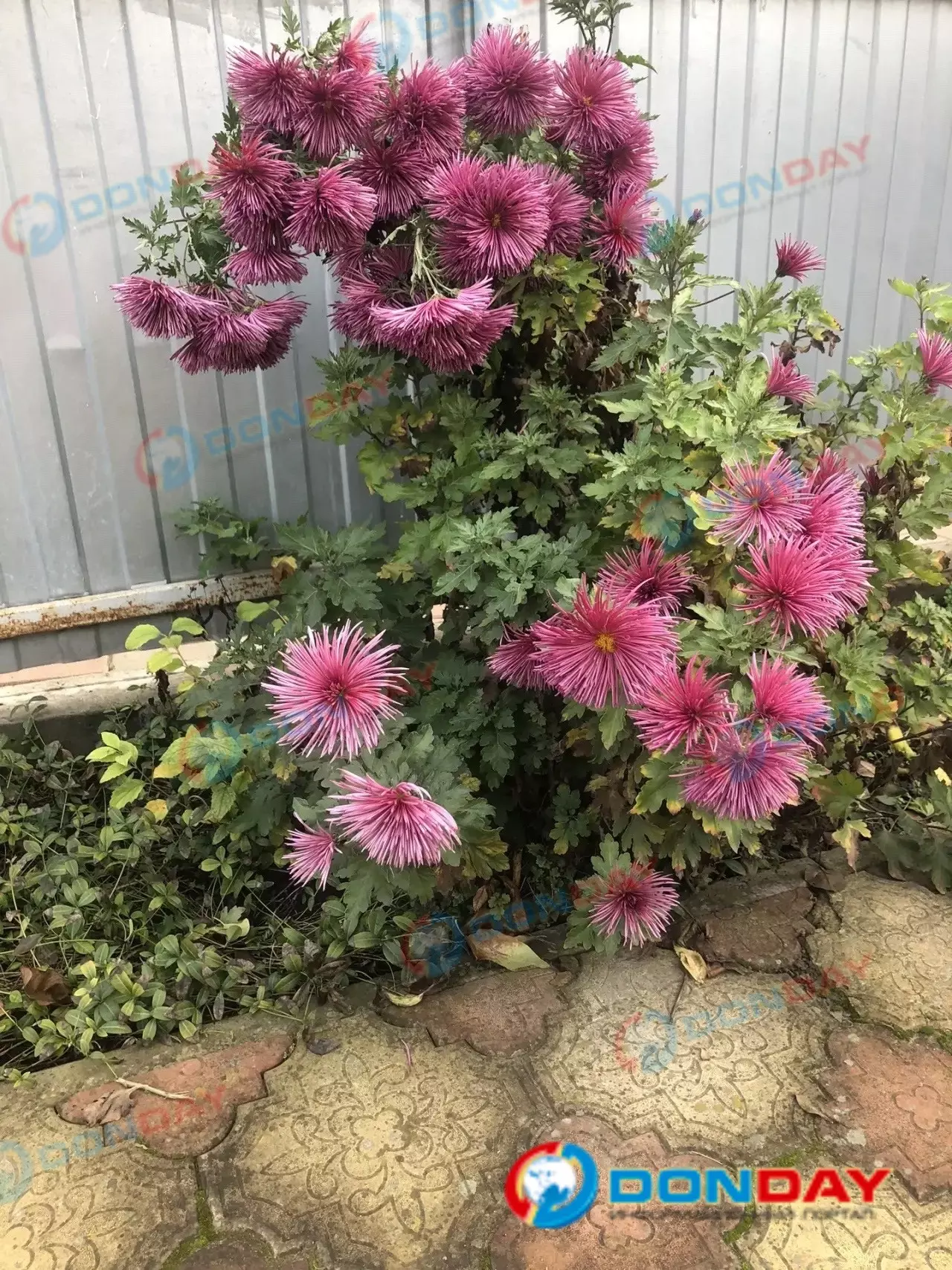 В Ростове накануне зимы расцвели хризантемы